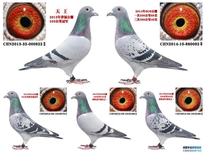 2015年bob160公里冠军父母_胡殿孝金欣意鸽舍_ ag188.