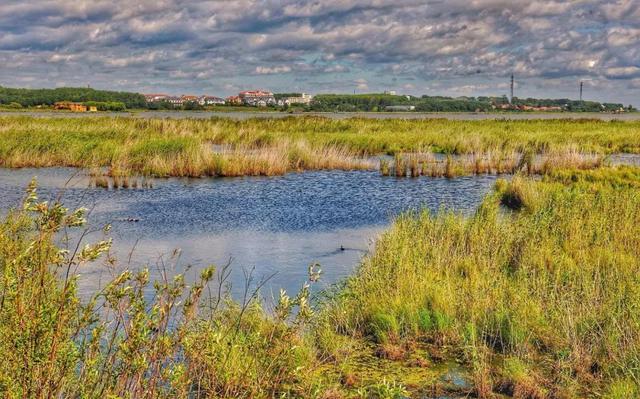 三江平原湿地,地球的宝藏库之一|自然保护区|森林|沼泽_网易订阅