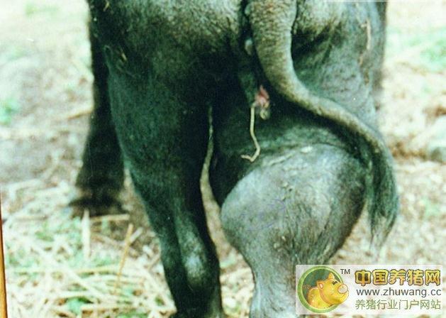 猪布鲁氏菌病 症状图谱
