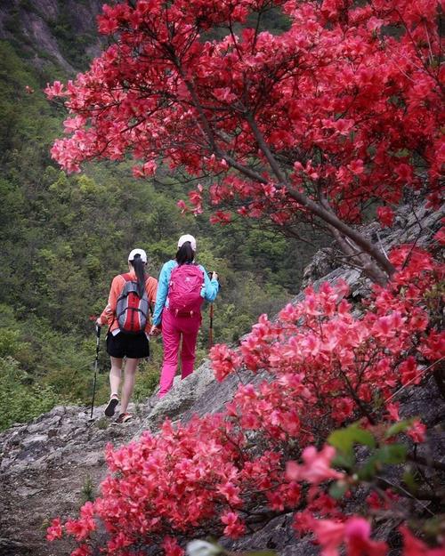 2020年4月58号大雷山赏杜鹃花