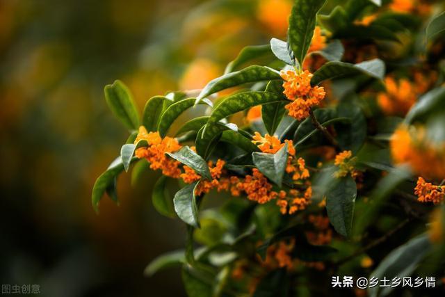 黄色的,白色的,橙色的颜色各异的桂花,一时也分不清是什么品种