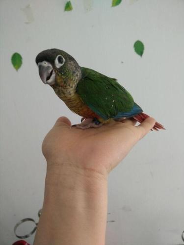 小太阳鹦鹉活体黄边小太阳鹦鹉鸟肉桂小太阳说话鹦鹉鸟