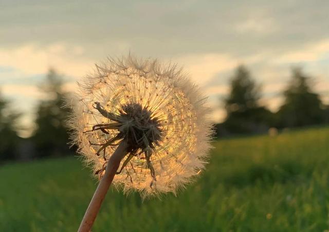 夕阳的余晖落在蒲公英上很唯美