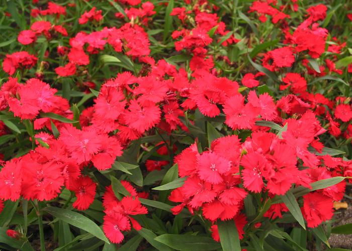 1.大红石竹,石竹科草本