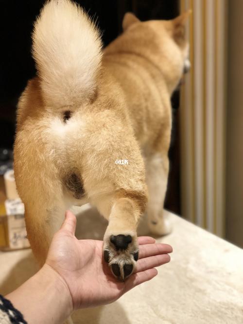 小狗勾的肉垫是米奇形状的!_米奇_柴犬_宠物_狗