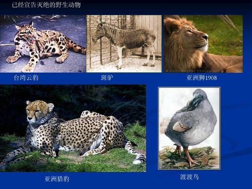 《农业自然资源概论》野生动物专题.ppt