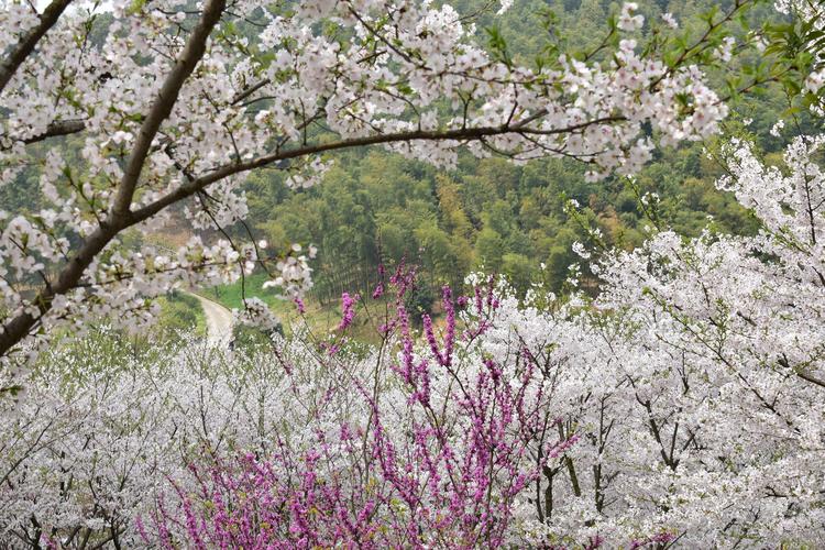 绿野山庄逃票看樱花