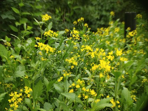(首发)芥菜花