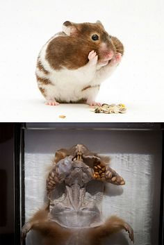 com 养仓鼠最大的乐趣就是看它们吃东西塞的腮帮子鼓鼓的样子——这