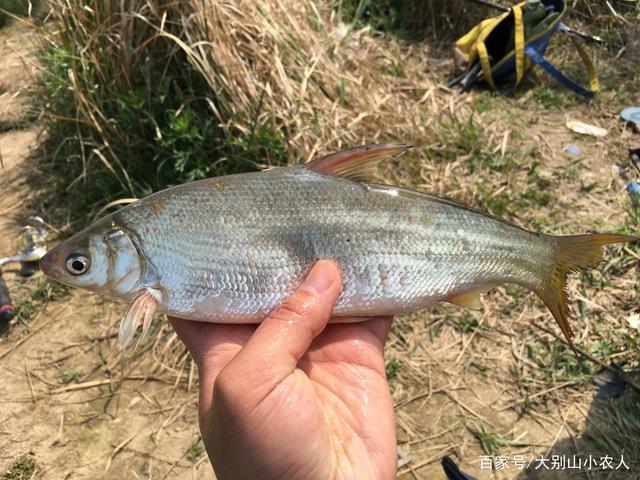对象鱼:一般大体型的鲤鱼会比较多,还有就是一些底栖类的嘴巴朝下的鱼