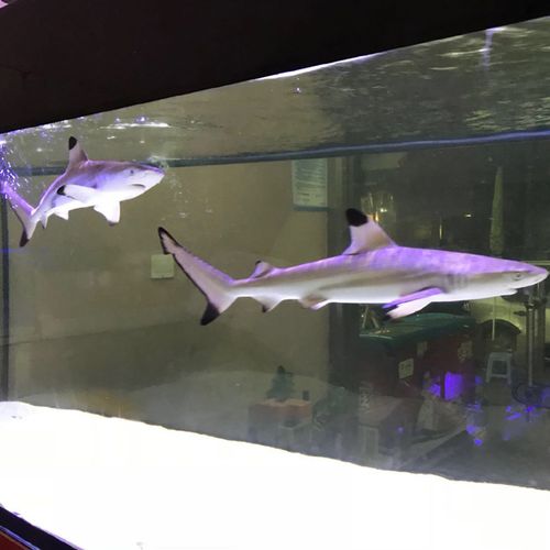 黑鳍鲨 白鳍鲨柠檬鲨海水鱼观赏鱼 真鲨鱼活体机场提货运输包活