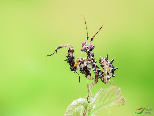 刺花螳螂贺获首页精华