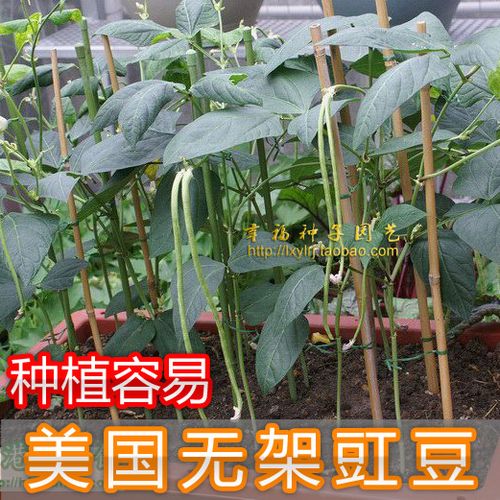 【美国无架长豆角】 豇豆种子 不用搭架 种植容易 春夏秋播种