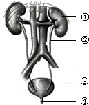 每天都要将产生的废物排出体外,尿液就是人体通过泌尿系统排出的一种