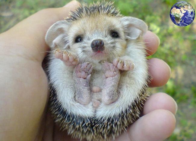 非洲迷你刺猬认主人吗需要多长时间