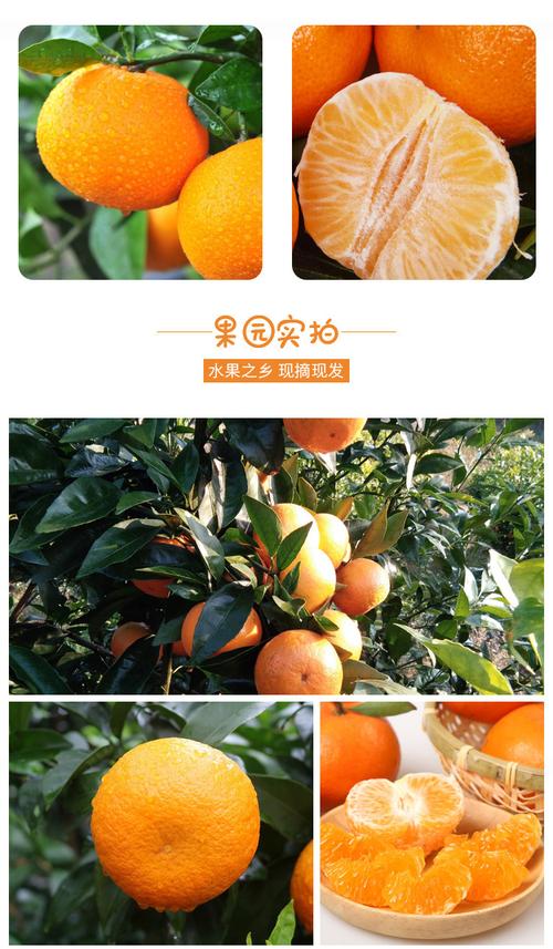 四川眉山仁寿沃柑新鲜水果橘子橙子5/10斤应季年货水果