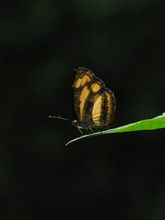 金蟠蛱蝶
