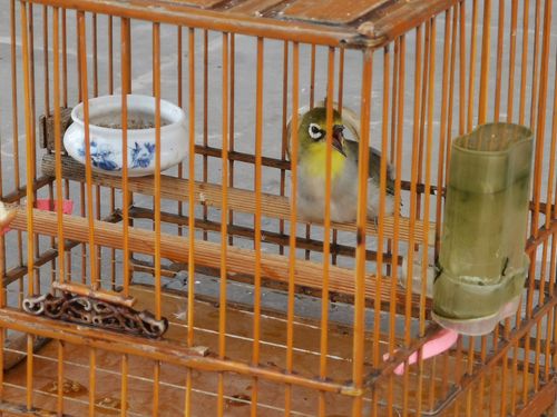 学名绣眼的柳丁鸟虽然小,但鸣叫声好听,而且因为体型特别小,饲养费用