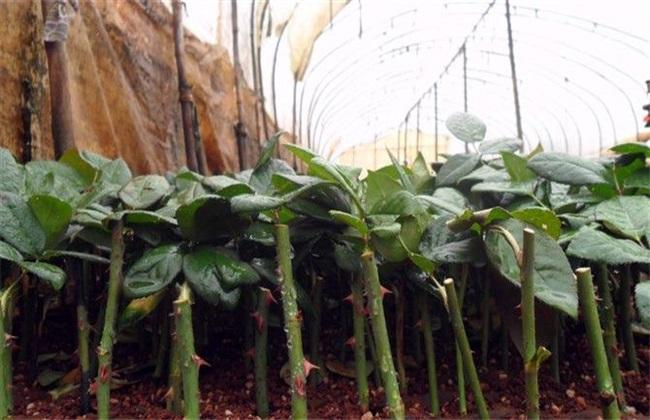 玫瑰花 扦插方法 繁殖技术