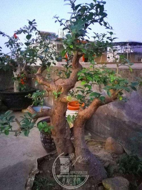 秀丽而又有力的山桔盆景