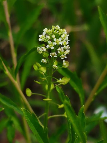 10.菥蓂:十字花科