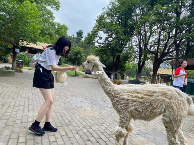 常州淹城野生动物园值得去吗?攻略来了!_动物园_羊驼