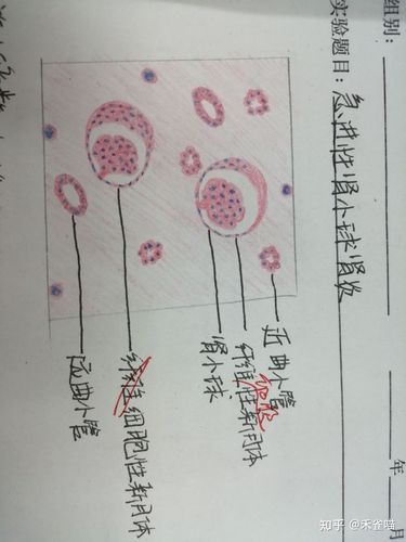 高倍镜中等动脉及中等静脉的一部分