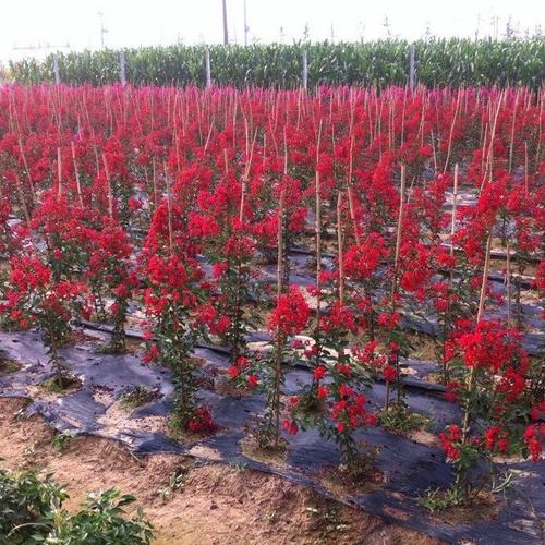 绿化苗木 花卉苗木销售图片_高清图_细节图-重庆市紫