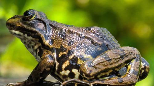 五毒蟾蜍图片大全410