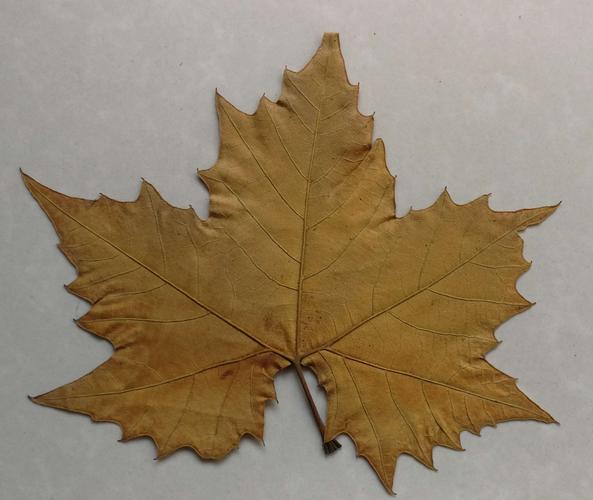 秋天,梧桐树像手掌一样的叶子变黄了,秋风吹来,枯叶飘飘悠悠地落下来