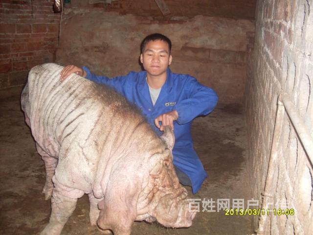 供应原种太湖母猪,纯种二花脸