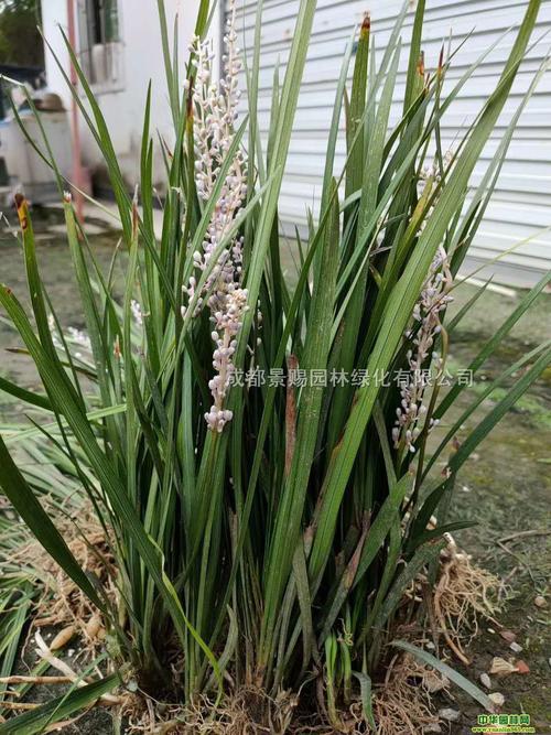 吉祥草苗圃自产自销,吉祥草批发基地