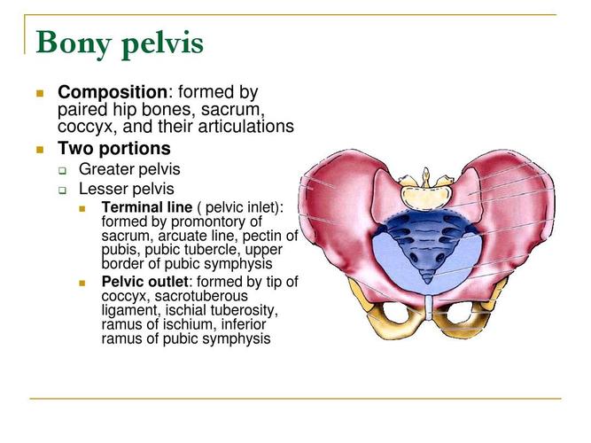 盆部与会阴局部解剖学pelvis and perineumppt