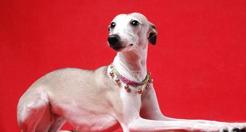 带大家了解惠比特犬的来历 惠比特犬的性格特点