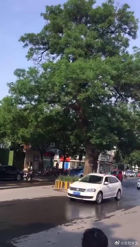 安阳老槐树