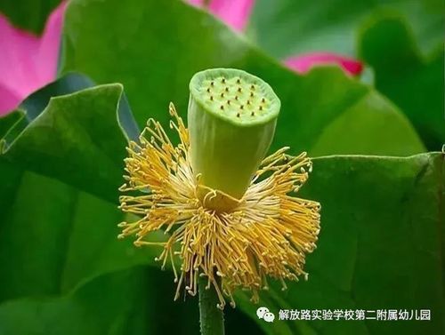 【二园 · 假期课程】荷花的秘密