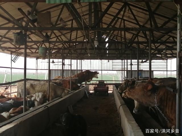 乡村养牛棚