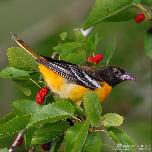 巴尔第摩黄鹂鸟 baltimore oriole 候鸟迁徙拍摄六
