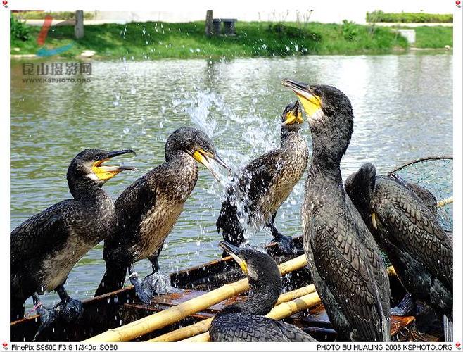主题:鸬鹚
