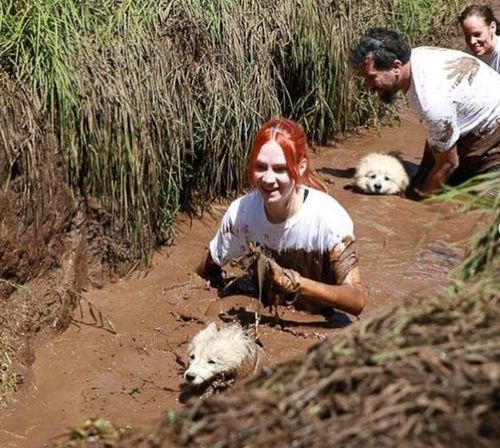 主人带萨摩耶一起"滚泥巴",人和狗都笑得很开心,真会玩