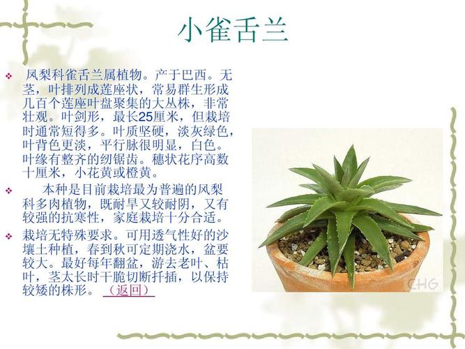 常见多肉植物介绍
