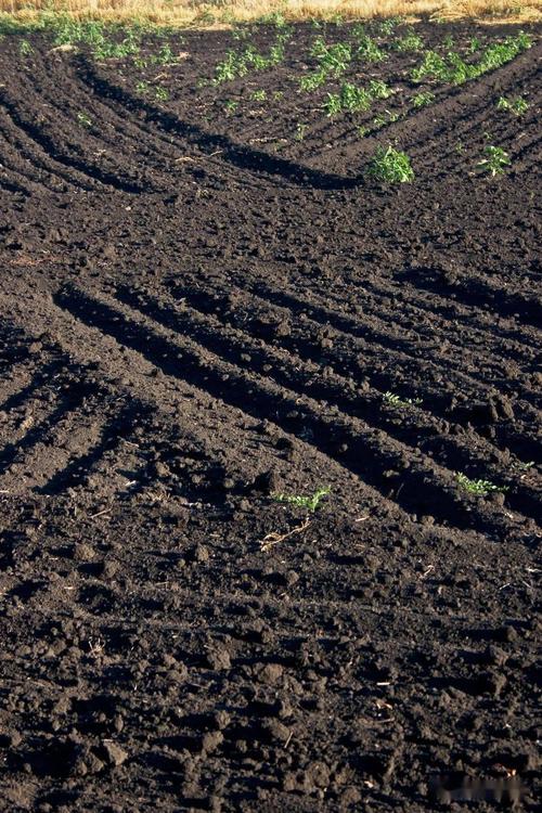 里应外合,谁在贱卖东北黑土?