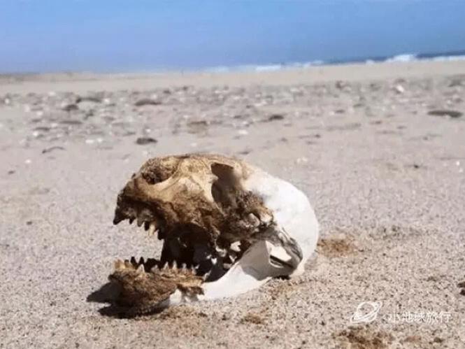 纳米比亚小众旅行骷髅海岸skeleton coast_骷髅_海滩