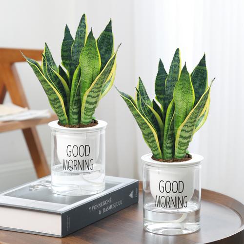 金边虎皮兰盆栽花卉多肉水培植物绿植办公室内四季常青虎尾兰好养