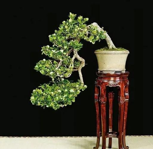 全球顶尖禅意盆景太有感觉了