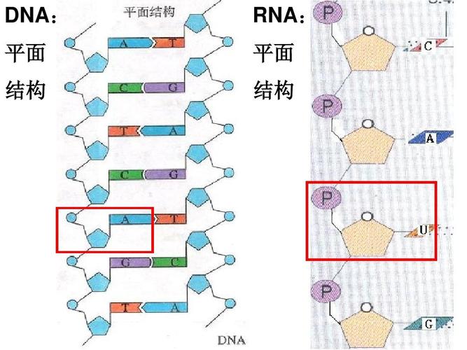 dna: rna :平 面 构 平结 结构