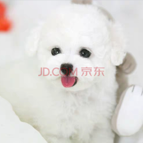 卷毛比熊狗狗幼崽 纯种双血统小体长不大杯子真狗 茶杯犬 名犬后代 公