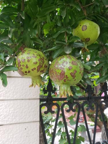 石榴有黑斑是怎么回事