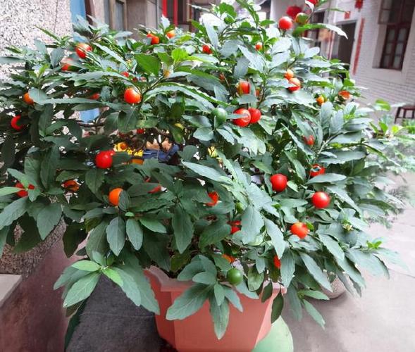 不挑环境,有土就活的珊瑚樱,盆栽果实能挂枝半年多