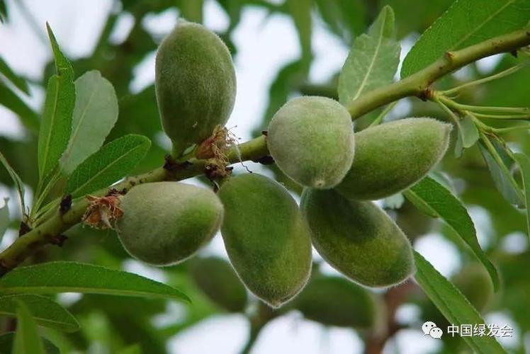 ccafa142中华蒙古扁桃保护地民勤正式成立